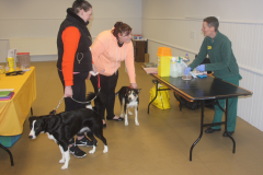dogs trust 2